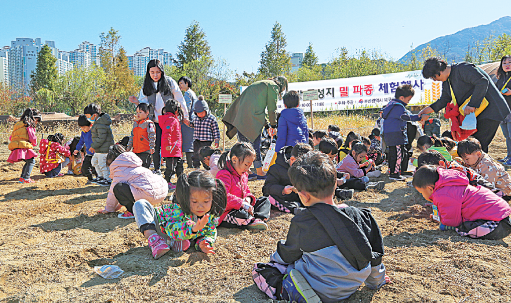 “잘 자라라” 어린이들 밀 파종